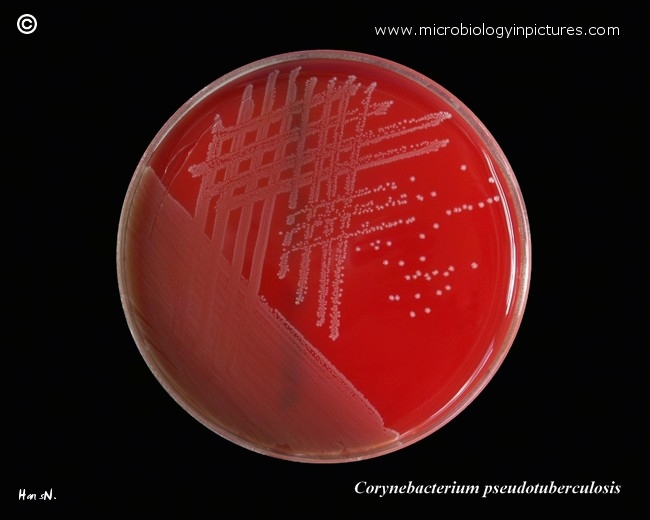 Corynebacterium pseudotuberculosis in Petri dish with blood agar